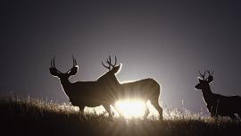 mule deer, wildlife, whitetail