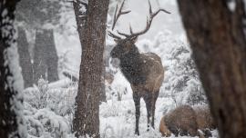 elk, Hunting, Gallatin Canyon, Bozeman, Montana