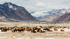 Yellowstone Bison, Yellowstone National Park, Brucella, Buffalo Field Campaign 