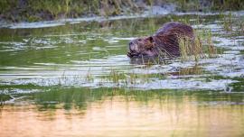 beaver montana bozeman 