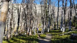 Whitebark Pine, Yellowstone National Park