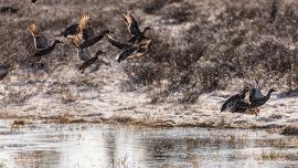 Duck Hunting, Waterfowl, Bird Hunting, Montana