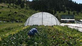 Montana Ale Works, Gallatin Valley Botanicals