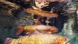 Yellowstone Cutthroat Trout