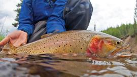 Cutthroat fishing in Montana, fly-fishing Montana, catch and release