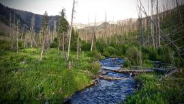 Mill Creek, Paradise Valley, Absaroka-Beartooth Wilderness