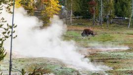 Yellowstone National Park wildlife, bison in the park, Outside Bozeman