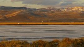 Red Rock Lakes, USFWS, Montana, Trumpeter Swans