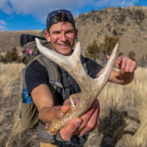 Montana shed hunting, antler hunting, ATL, deer antler