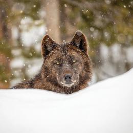 wolves, yellowstone, wolf pack