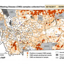 CWD, stalk hunting guide, chronic wasting disease, montana