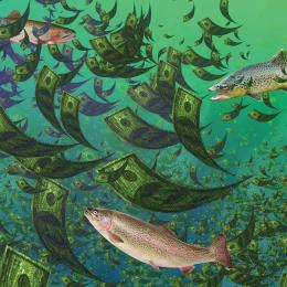 license money fish montana