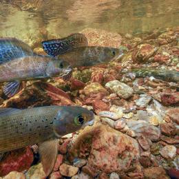 Montana Fluvial Arctic Grayling 