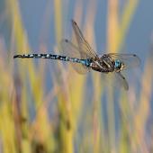 paddle-tailed darner dragonfly