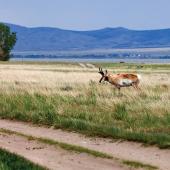 antelope, pronghorn, hunting