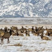elk herd legislation politics
