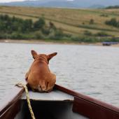 Dog in boat on river