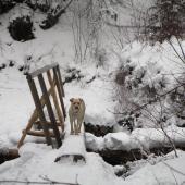 hiking, bozeman, trails, winter