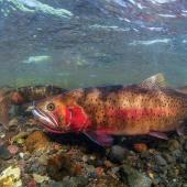 cutthroat conservation bozeman montana