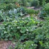 veggetable garden