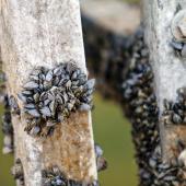 invasive species noxious weeds