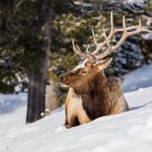 elk bedded in snow