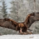 golden eagle, montana, non-lead ammo, hunting, raptors, ammunition, birds of prey