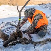 field dressing, stalk hunting guide, montana