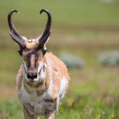 pronghorn, antelope, stalk hunting guide, montana