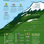 Spring Wildflower Blooms