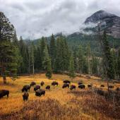 Bison Warm Creek Lamar Valley