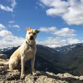 bozeman, montana, dog walking, trails, mountains