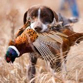 Dog with Pheasant