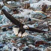 eagles, Logan Landfill, dump, bozeman, montana