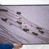 bison photo print framed