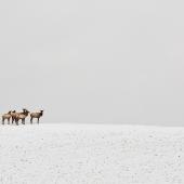 Elk in snowy landscape