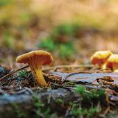 Chanterelle Mushrooms, foraging