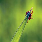 Tick on grass