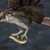 Osprey with trout in talons