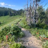 Chestnut Mountain Trail