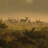 Mule deer