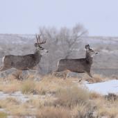 Mule deer buck chasing doe