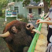 Outside Bozeman office petting zoo
