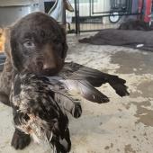 Bird Dog For Sale