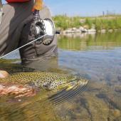 Releasing brown trout