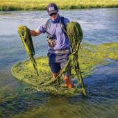 Noxious algae