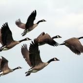 Geese flying