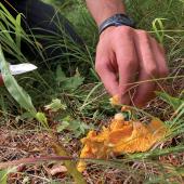 Chanterelle foraging