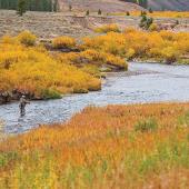 Gallatin river fly fishing fall colors