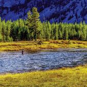 Madison river fly fishing